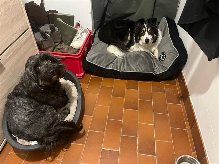 Lola et Rafale installées chacune dans son panier à l'entrée de la maison, au calme.