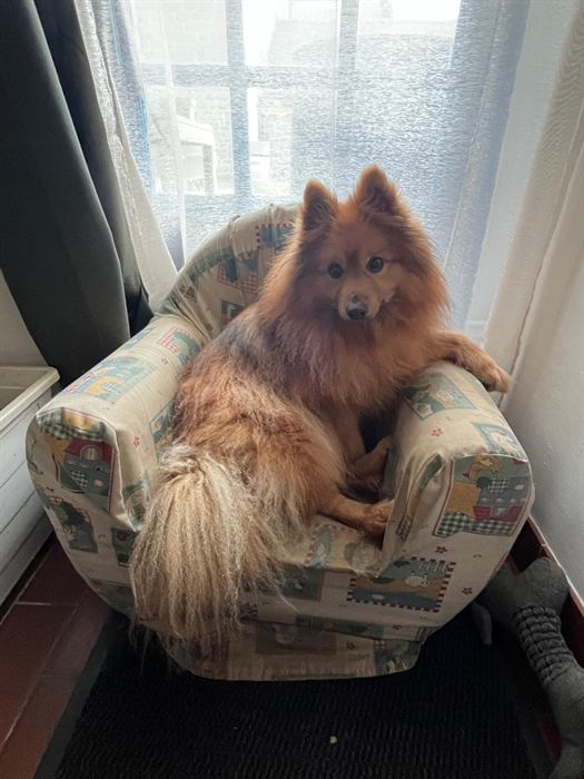 Calou, le spitz, installé confortablement dans son fauteuil près de la fenêtre.